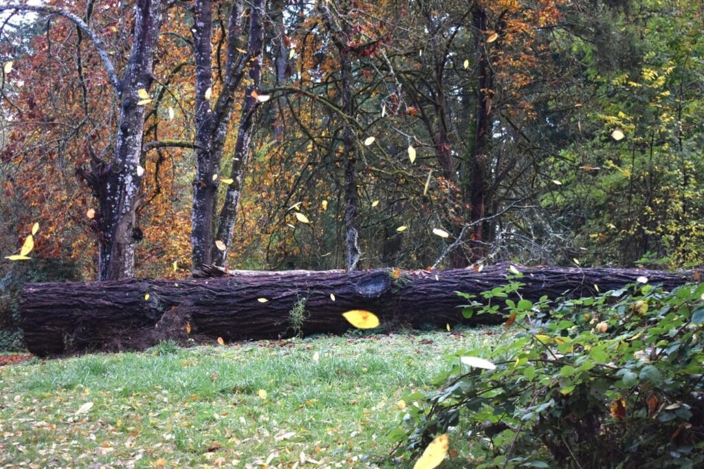 Abattage d'arbre sur terrain