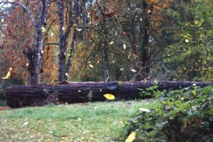 Abattage d'arbre sur terrain