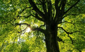 Arbre centenaire