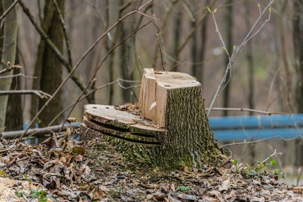 Souche d'arbre en forêt